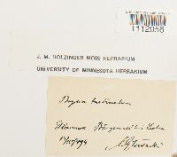 Bryum turbinatum image