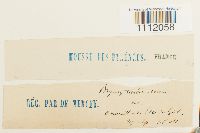 Bryum turbinatum image