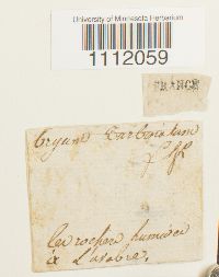 Bryum turbinatum image