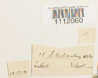 Bryum turbinatum image