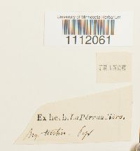 Bryum turbinatum image