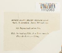 Bryum turbinatum image