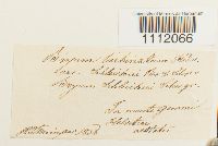 Bryum turbinatum image