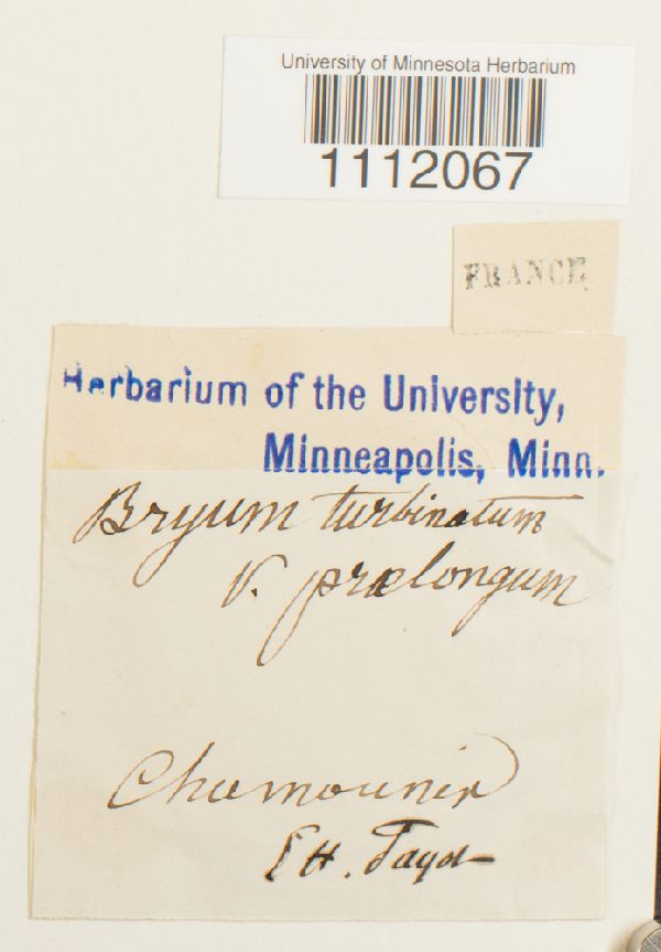 Bryum turbinatum var. praelongum image