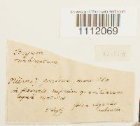 Bryum turbinatum image