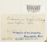 Bryum turbinatum image