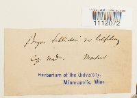 Bryum turbinatum image