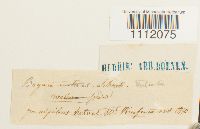 Bryum turbinatum image