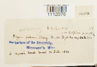 Bryum turbinatum image