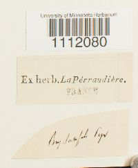 Bryum turbinatum image