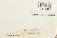 Bryum turbinatum image