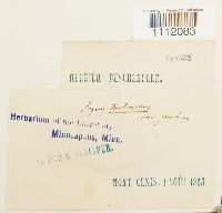 Bryum turbinatum image