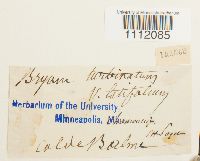 Bryum turbinatum image