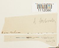 Bryum turbinatum image