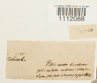 Bryum turbinatum image