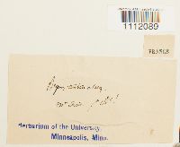 Bryum turbinatum image