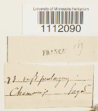 Bryum turbinatum image