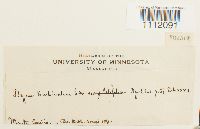 Bryum turbinatum image