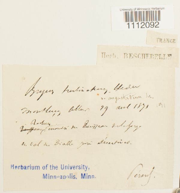 Bryum turbinatum var. angustatum image