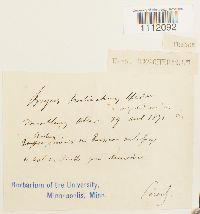 Bryum turbinatum image