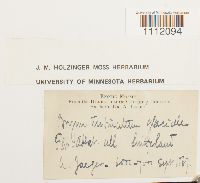 Bryum turbinatum image