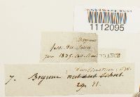 Bryum turbinatum image