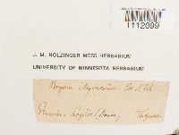 Bryum uliginosum image