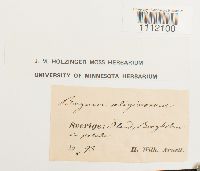 Bryum uliginosum image