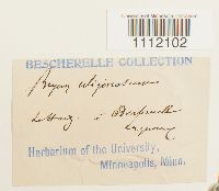 Bryum uliginosum image