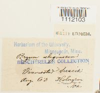 Bryum uliginosum image