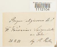 Bryum uliginosum image