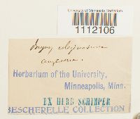 Bryum uliginosum image