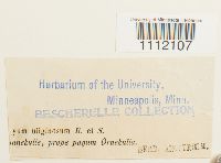 Bryum uliginosum image