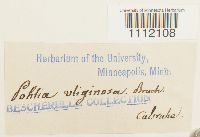 Bryum uliginosum image