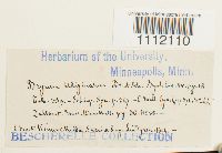 Bryum uliginosum image