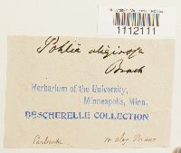 Bryum uliginosum image