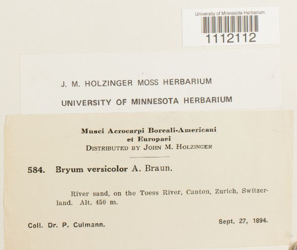 Bryum versicolor image