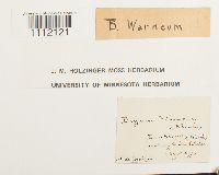 Bryum warneum image