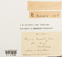 Bryum weigelii image