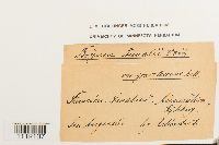 Bryum weigelii image