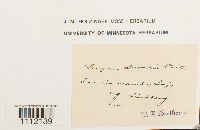 Bryum weigelii image