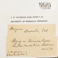 Bryum weigelii image