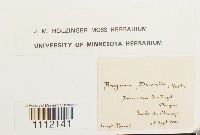 Bryum weigelii image