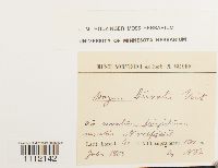 Bryum weigelii image