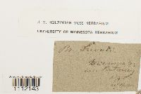 Bryum weigelii image