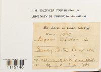 Bryum splachnoides image