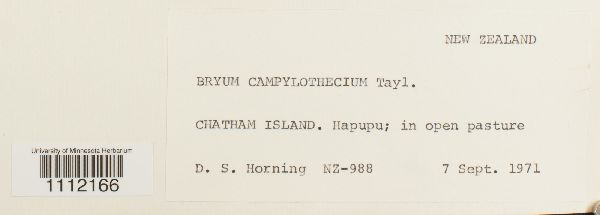 Bryum campylothecium image