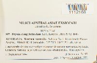 Bryum campylothecium image