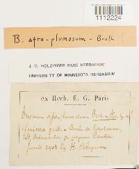 Media resource of Bryum afroplumosum