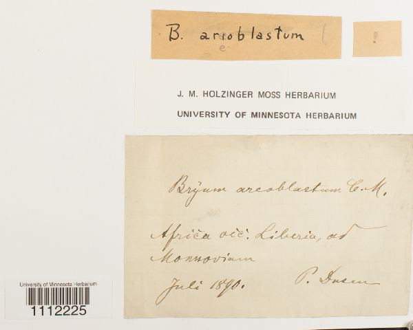 Bryum areoblastum image